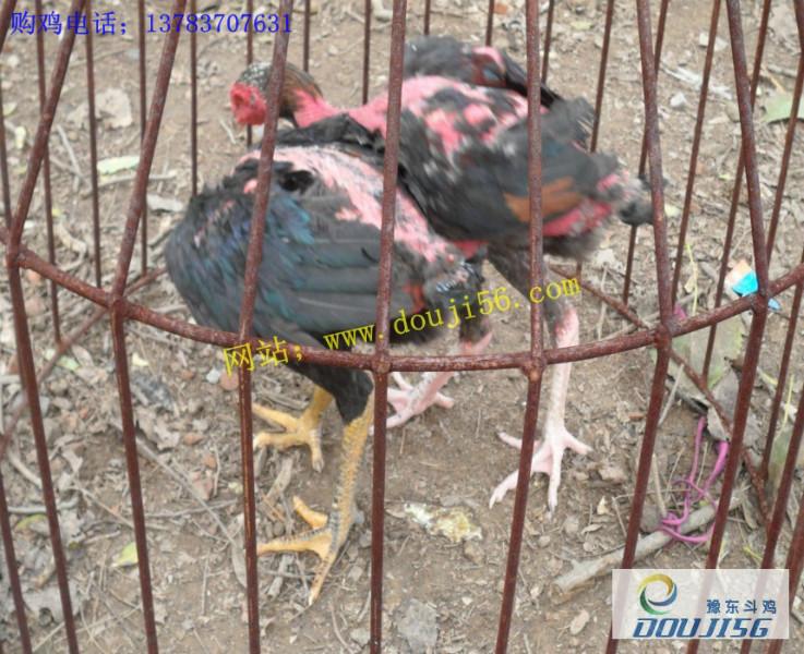 供應(yīng)斗雞苗種 貴州斗雞養(yǎng)殖基地 貴州哪里有賣斗雞苗  貴州斗雞苗*惠