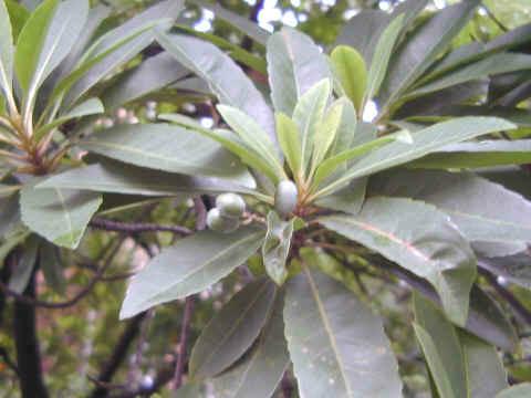 供應(yīng)杜英種植地，杜英報價，杜英培植