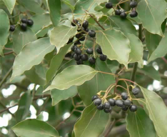 供應(yīng)江西南昌香樟批發(fā)，江西香樟，香樟小苗1-50公分批量銷售