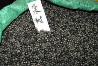 供應(yīng)欒樹(shù)種子苗木，江西欒樹(shù)種子苗木大量批發(fā)，江西欒樹(shù)種子苗木銷(xiāo)售