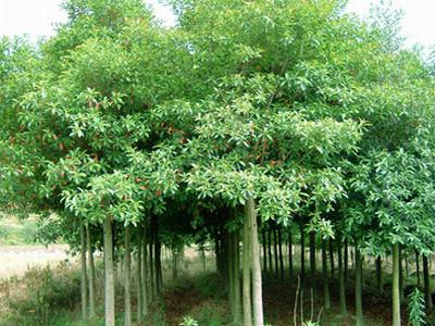 供應(yīng)杜英批發(fā)價(jià)錢，福建杜英種植園，福建杜英基地