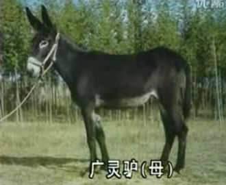 供应广灵驴