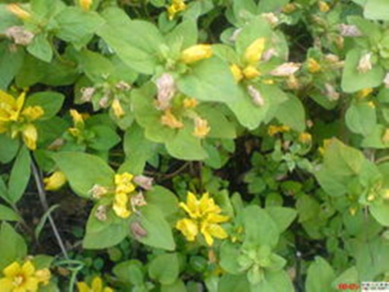 金錢草提取物圖片