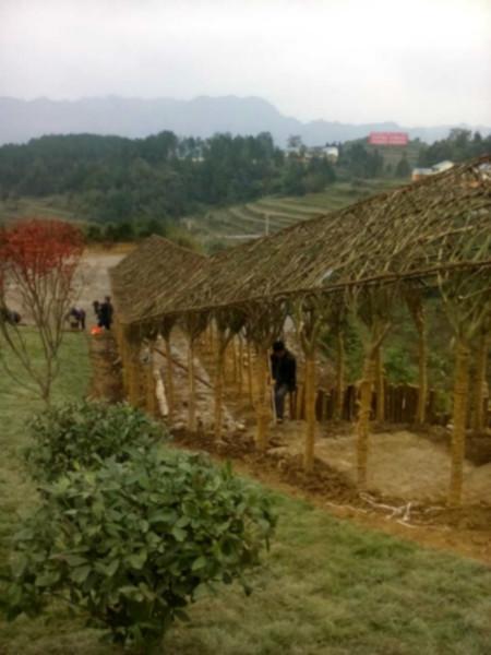 供應(yīng)紫薇長(zhǎng)廊_紫薇走廊_紫薇廊架_紫薇造型