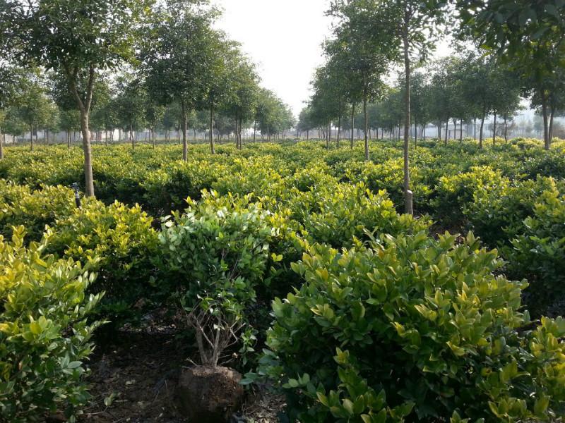 供應(yīng)金森女貞球