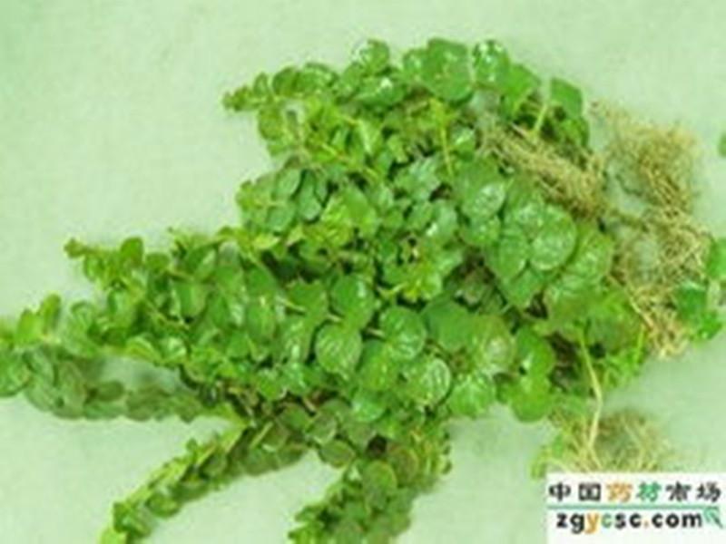 供應(yīng)*草提取物