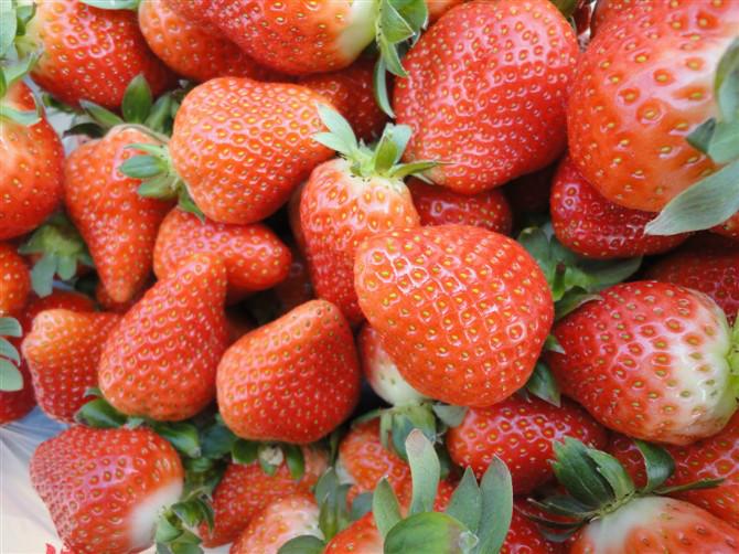 供應(yīng)法蘭地草莓，法蘭地草莓價(jià)格