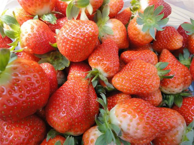 供應(yīng)法蘭地草莓，法蘭地草莓價(jià)格
