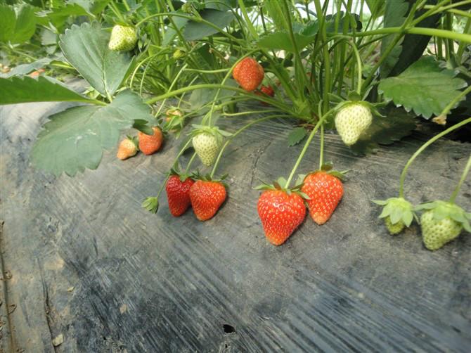 供應(yīng)速冬草莓加工果供應(yīng)