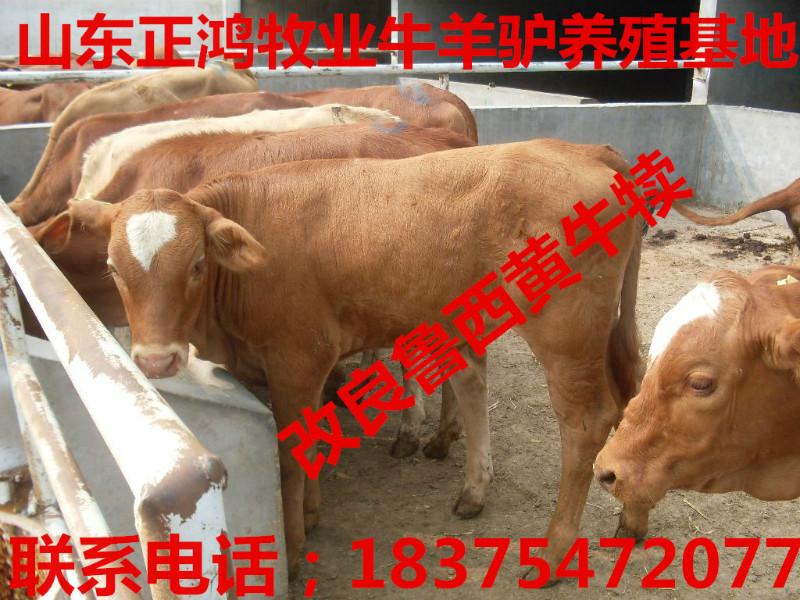 供應(yīng)育肥小西門塔爾牛犢價(jià)格多少錢一頭