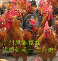供應(yīng)優(yōu)質(zhì)三黃雞苗 三黃雞苗廠家直銷