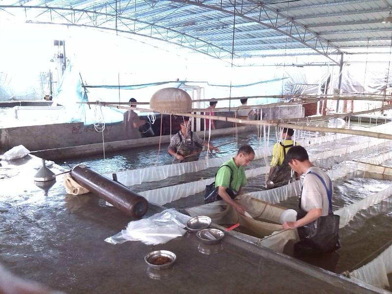 供應(yīng)鯉魚苗，鯉魚苗價格，鯉魚苗報價