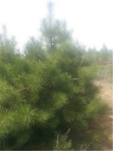 供應(yīng)用于苗木的樟子松出售陜西榆林樟子松出售