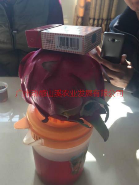 從化新品種火龍果圖片