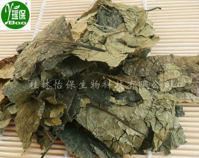 供应杜仲叶-杜仲茶-思仲-各种规格