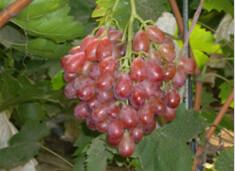 供應(yīng)葫蘆島葡萄苗、葫蘆島綏中出售葡萄苗