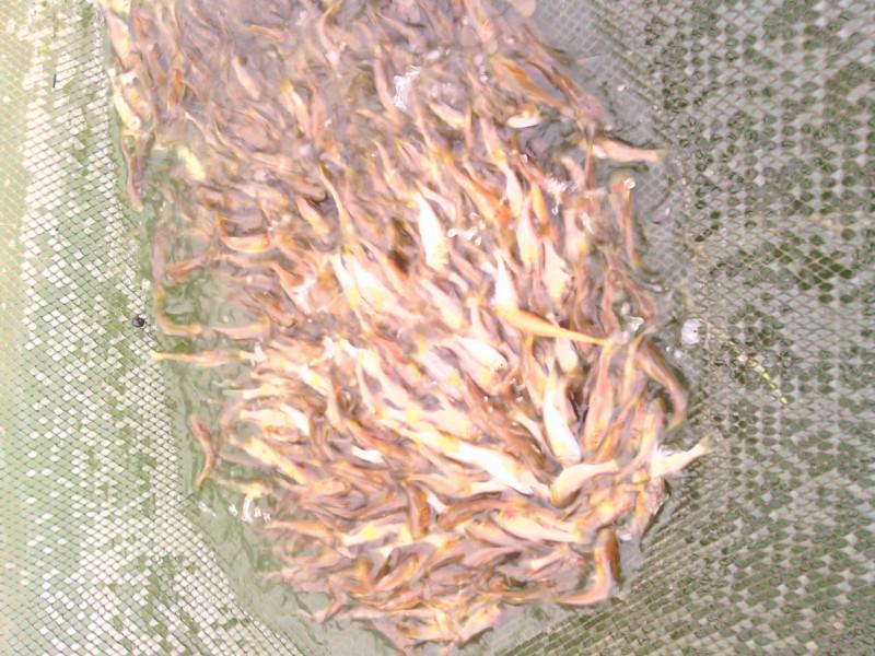 供應(yīng)廣東優(yōu)質(zhì)金大頭魚苗