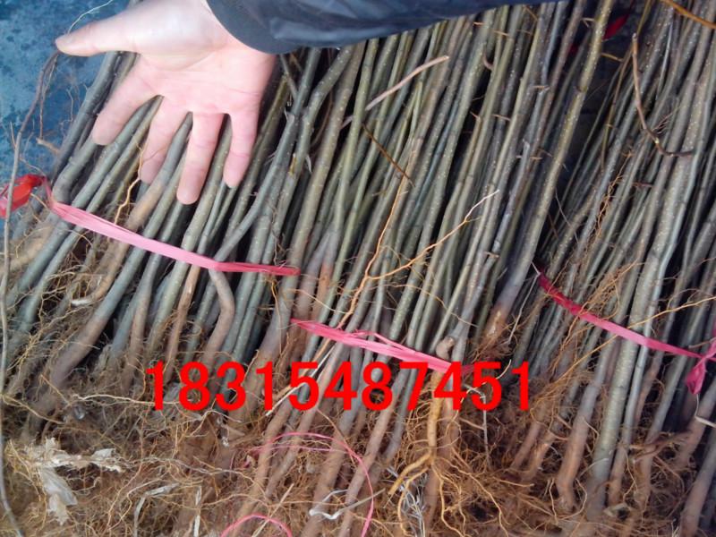 供應(yīng)紅香酥梨樹(shù)苗，大量批發(fā)紅香酥梨樹(shù)苗，嫁接紅香酥梨樹(shù)苗