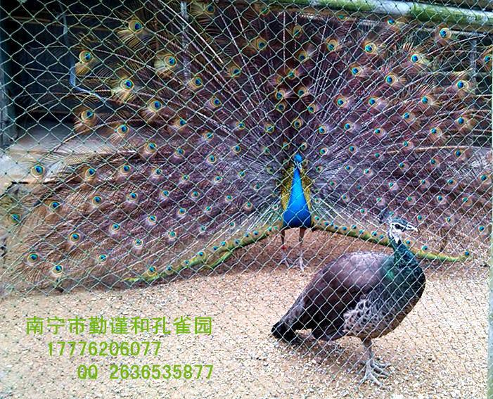 供應(yīng)小*-*蛋-*肉-廣西南寧（勤謹(jǐn)和）大型*養(yǎng)殖基地