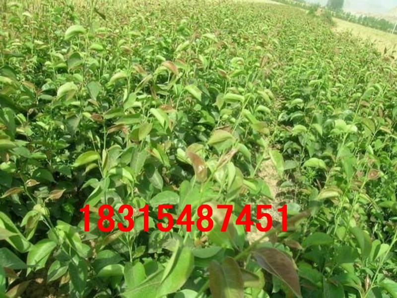 供應(yīng)玉露香梨樹苗.基地直銷玉露香梨樹苗.兩年玉露香梨樹苗價(jià)格