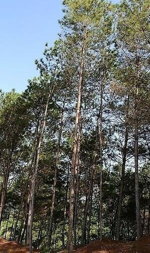 松節(jié)油圖片/松節(jié)油樣板圖 (3)