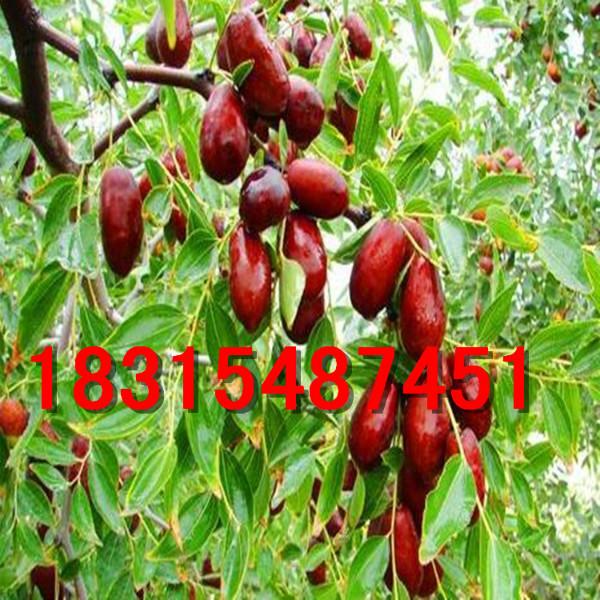 供應(yīng)沾化冬棗苗/金絲*棗苗/金絲大棗苗/山東棗樹苗