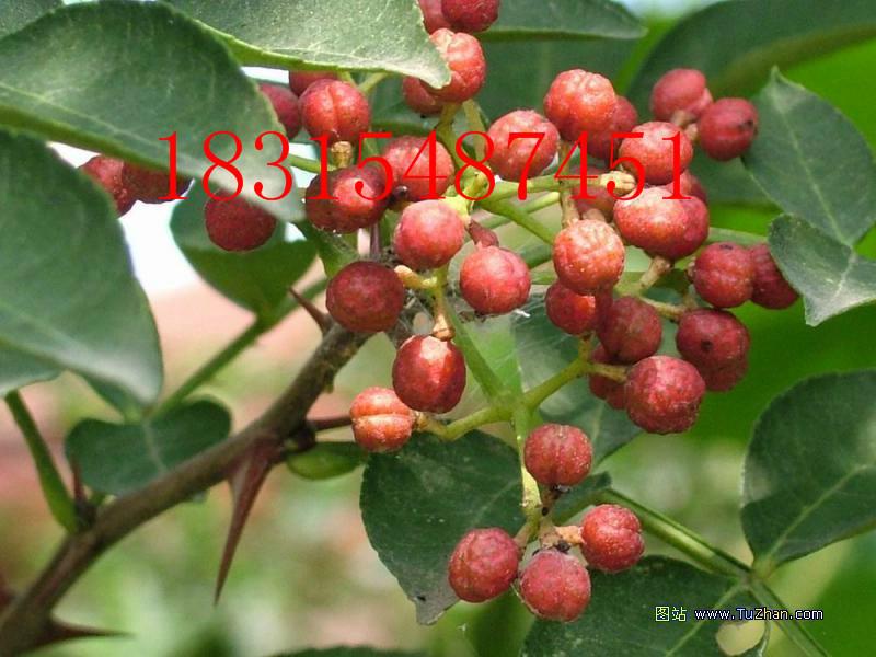供應(yīng)貴州花椒苗，大量出售貴州花椒苗，貴州大紅袍花椒苗