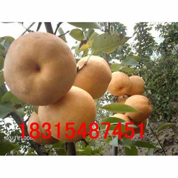 供應(yīng)嫁接皇冠梨樹苗，大量處理嫁接皇冠梨樹苗，大量處理嫁接皇冠梨樹苗