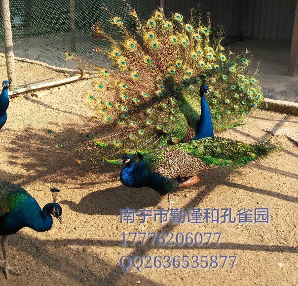 供應(yīng)小*-*蛋-*肉-廣西南寧（勤謹(jǐn)和）大型*養(yǎng)殖基地