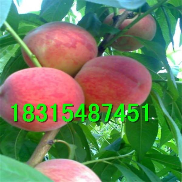 供應(yīng)晚熟桃樹苗，大量出售晚熟桃樹苗，嫁接晚熟桃樹苗，晚熟永蓮蜜桃樹苗