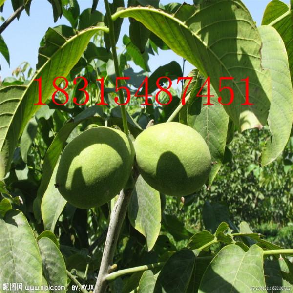 供應(yīng)矮化核桃苗，處理矮化核桃苗/嫁接矮化核桃苗/處理矮化核桃苗