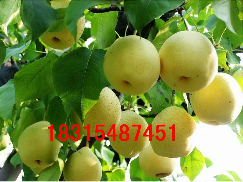 供應蘋果梨樹苗，*蘋果梨樹苗，嫁接蘋果梨樹苗批發(fā)