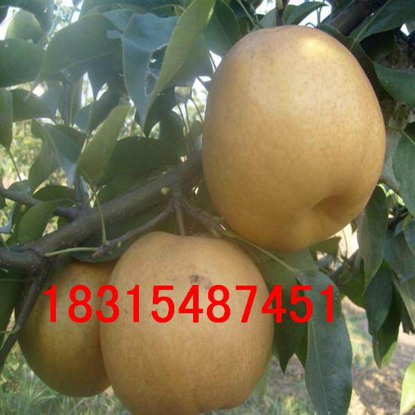 供應(yīng)嫁接皇冠梨樹苗，大量處理嫁接皇冠梨樹苗，大量處理嫁接皇冠梨樹苗