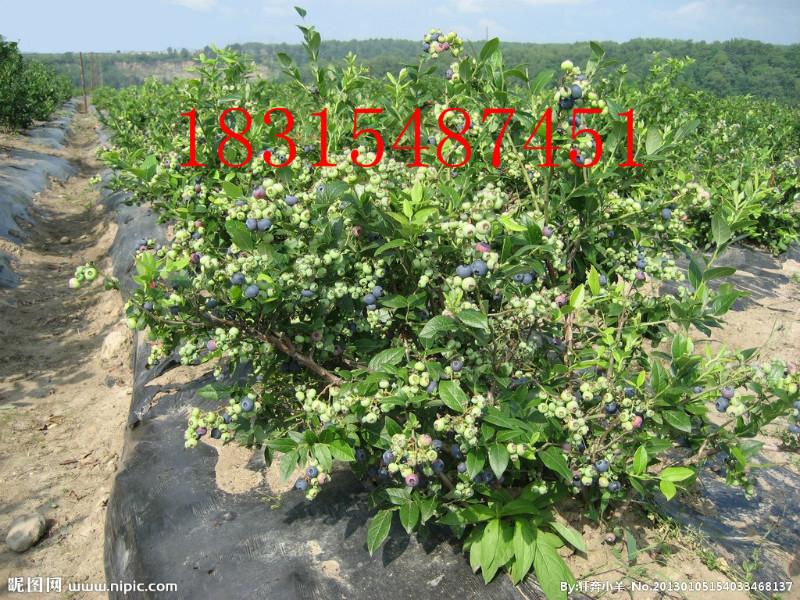 供應(yīng)兔眼藍莓樹苗，處理兔眼藍莓樹苗，盆栽兔眼藍莓樹苗