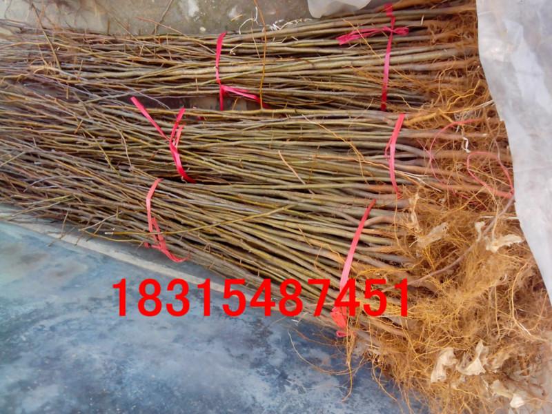 供應(yīng)紅香酥梨樹(shù)苗，大量批發(fā)紅香酥梨樹(shù)苗，嫁接紅香酥梨樹(shù)苗