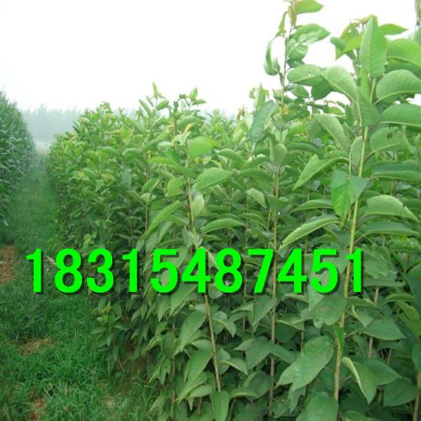 供應(yīng)矮化櫻桃苗，大量出售矮化櫻桃苗，嫁接矮化櫻桃苗