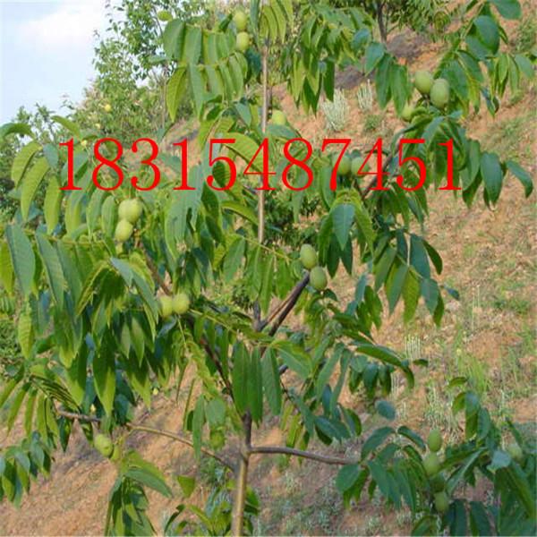 供應(yīng)遼核系列核桃苗/紙皮核桃苗/薄皮核桃苗/薄殼核桃苗