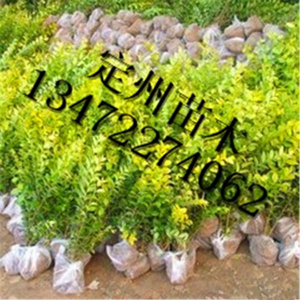 供應(yīng)金葉女貞