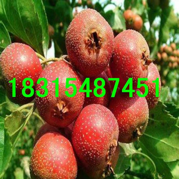 供應(yīng)新泰甜紅子山楂苗，大量出售新泰甜紅子山楂苗