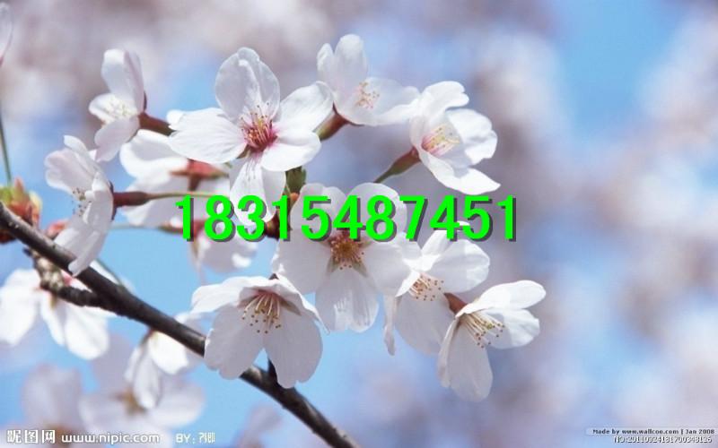 供應(yīng)日本櫻花苗，大量處理日本櫻花苗，嫁接日本櫻花苗