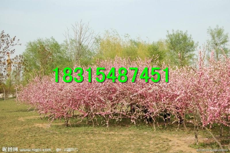 供應(yīng)日本櫻花苗，大量處理日本櫻花苗，嫁接日本櫻花苗