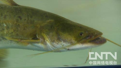 供應(yīng)江門大口鯰魚苗批發(fā)商江門大口鯰魚苗養(yǎng)殖場江門雜交大口鯰哪里有