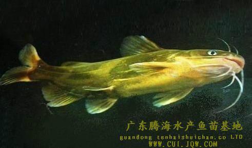 供應(yīng)優(yōu)良黃骨魚苗_佛山黃骨魚苗_全雄黃骨魚苗_超雄黃骨魚苗批發(fā)