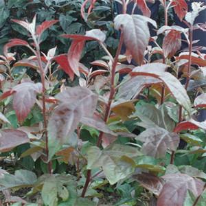 供應(yīng)亞當(dāng)海棠成品苗優(yōu)良品質(zhì)自然成型