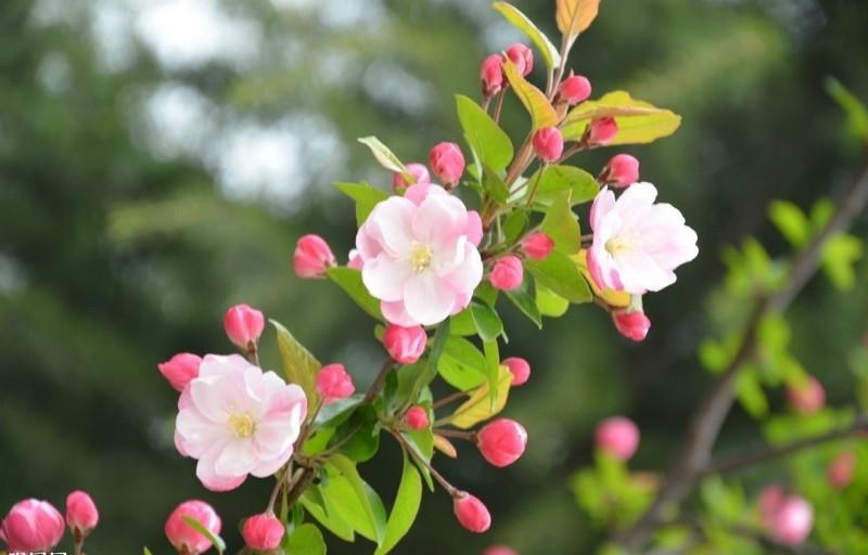 供應(yīng)梨樹(shù)苗批發(fā)，梨樹(shù)苗價(jià)格，玉梨苗種植技術(shù)