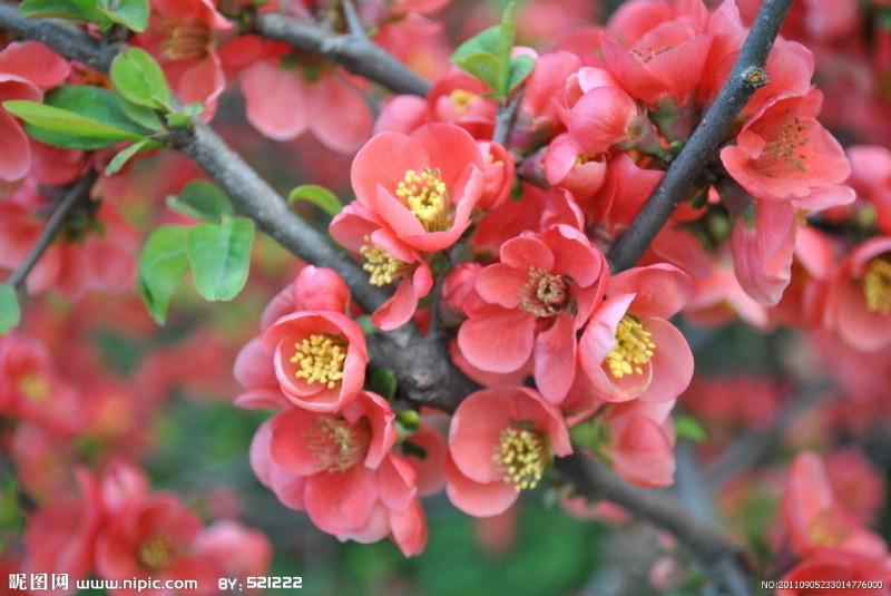 供應(yīng)當(dāng)年海棠苗，大量處理當(dāng)年海棠苗，批發(fā)當(dāng)年海棠苗