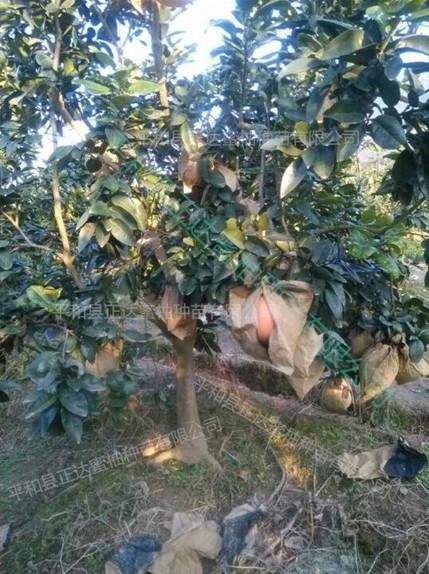 供應平和三紅蜜柚苗紅皮紅肉蜜柚苗紅中紅蜜柚苗