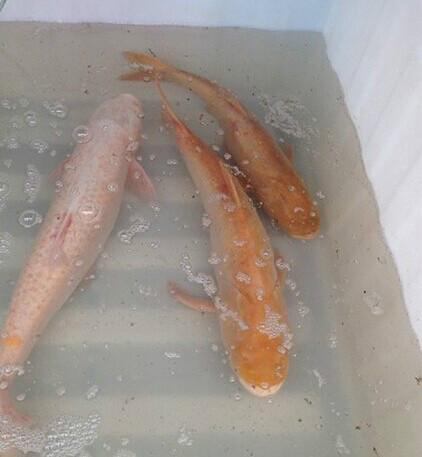 供應(yīng)廣東優(yōu)質(zhì)金大頭魚苗