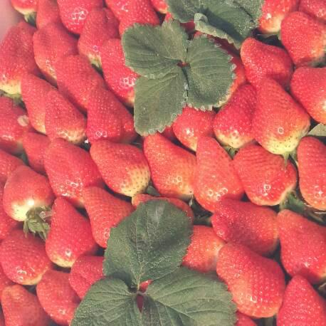 江蘇哪里有甜查理草莓江蘇永盛草莓圖片