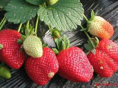 供應北京奶油草莓代收